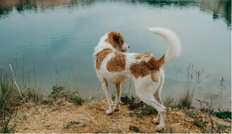 dog by lake