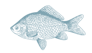 illustration of blue gill