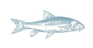 illustration of channel catfish