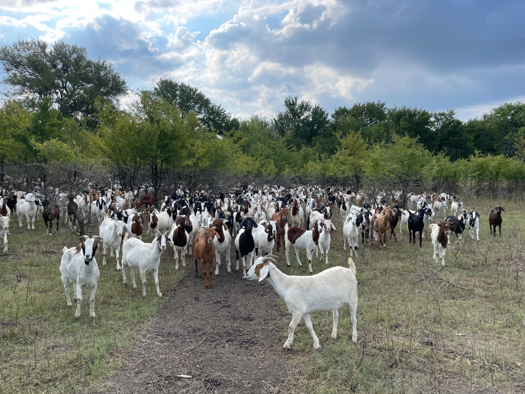 goats at Painted Tree