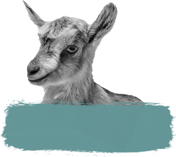 A black and white photo of a goat against a blue background.